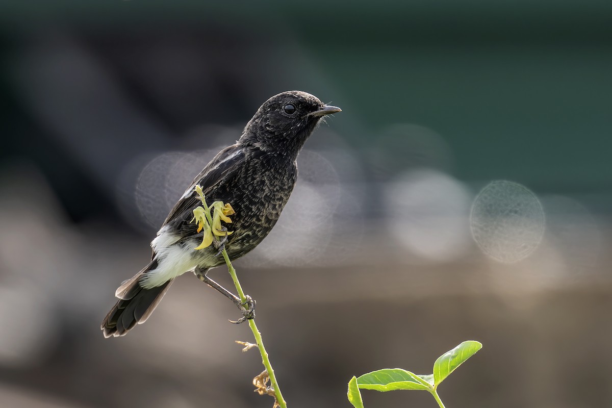 Pied Bushchat - ML641807060