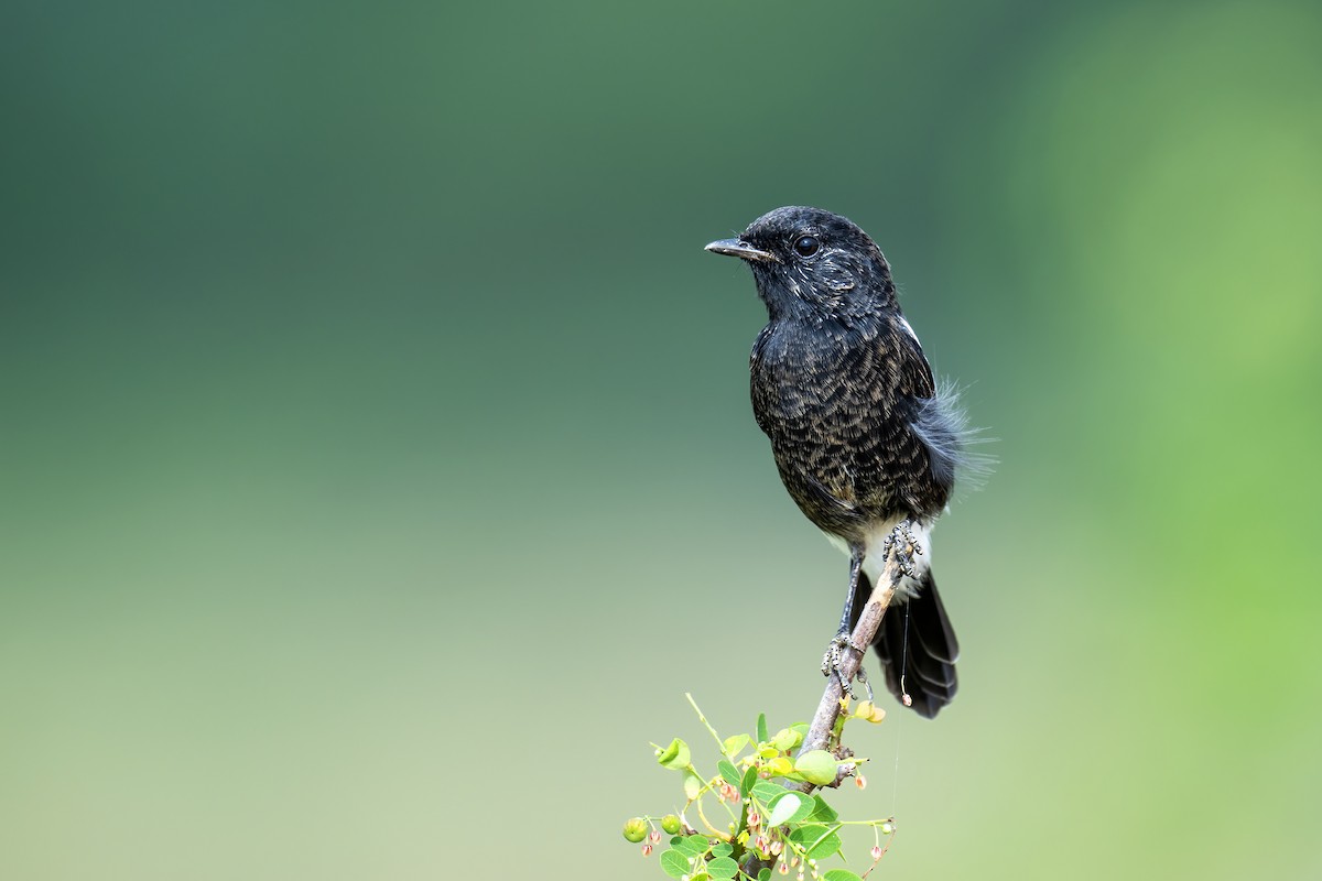 Pied Bushchat - ML641807061