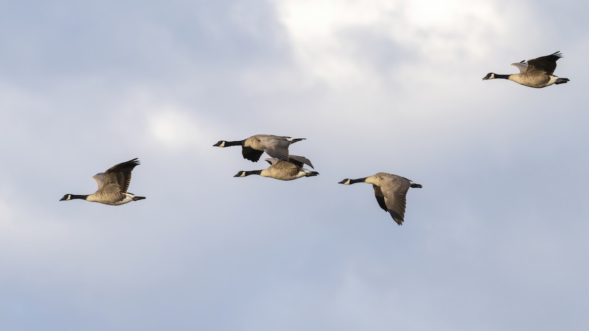 Canada Goose - ML641807075