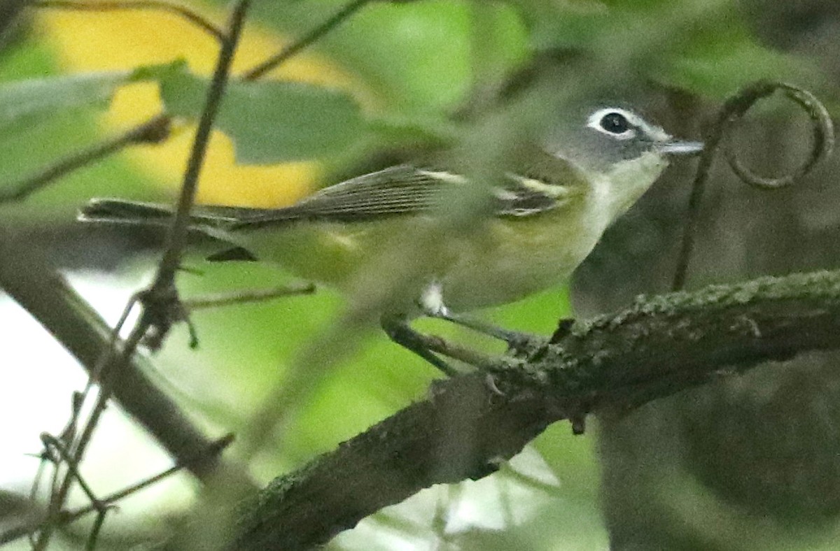 Blue-headed Vireo - ML641807082