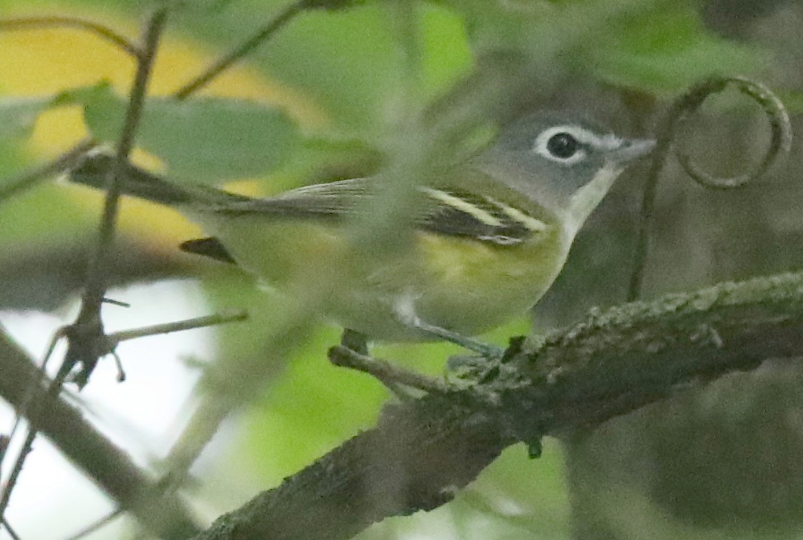 Blue-headed Vireo - ML641807083