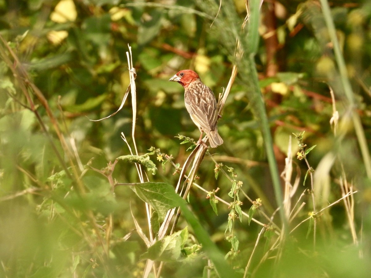 Red-headed Quelea - ML641807113