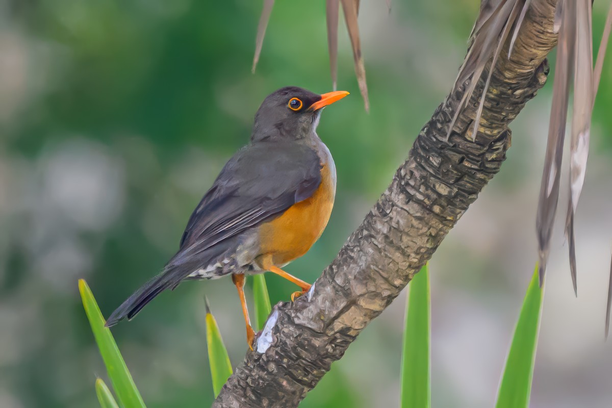 Abyssinian Thrush - ML641807147