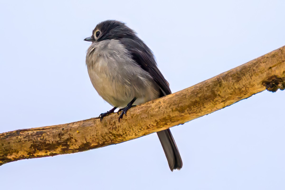 White-eyed Slaty-Flycatcher - ML641807154