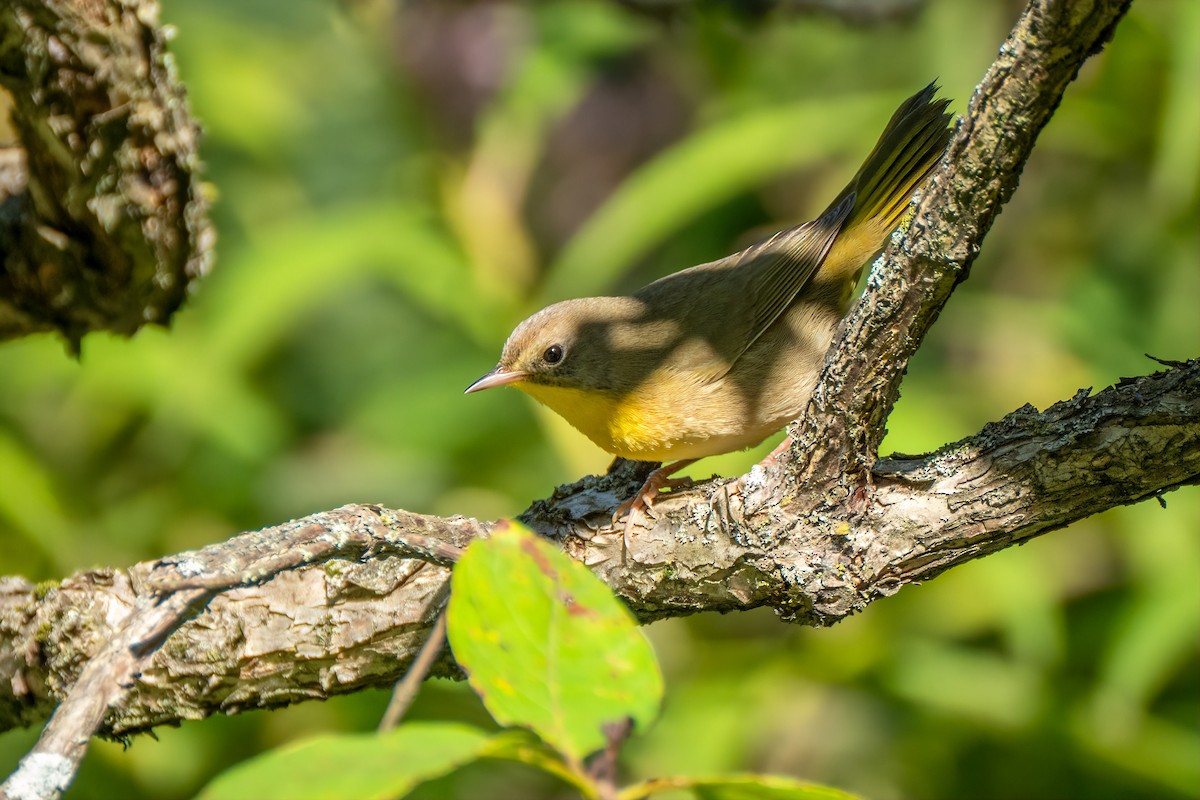 Common Yellowthroat - ML641807162