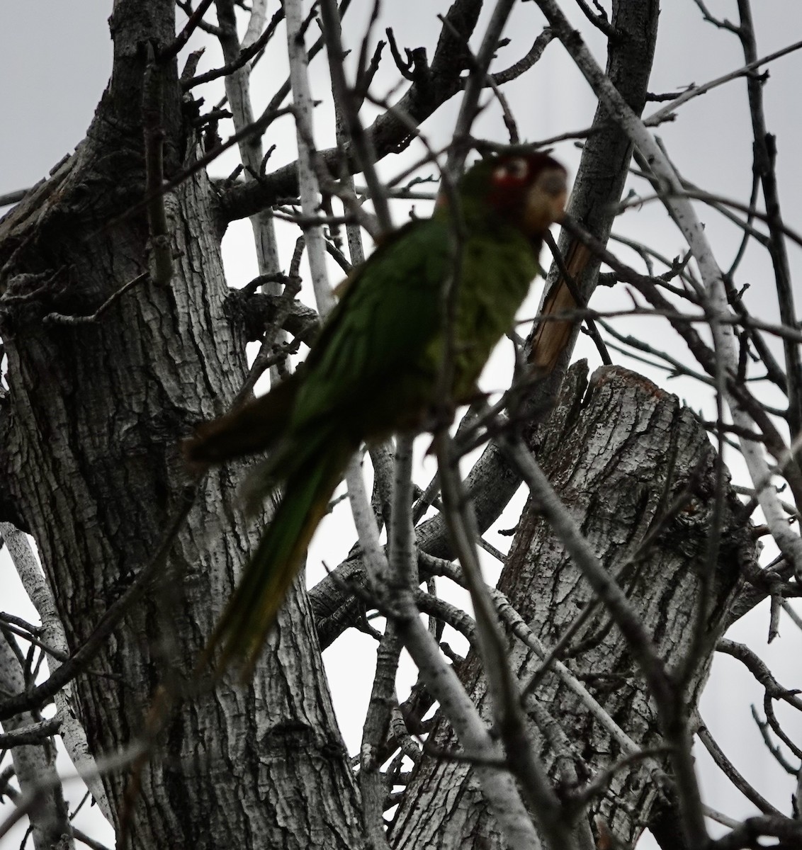 Mitred Parakeet - ML641807165