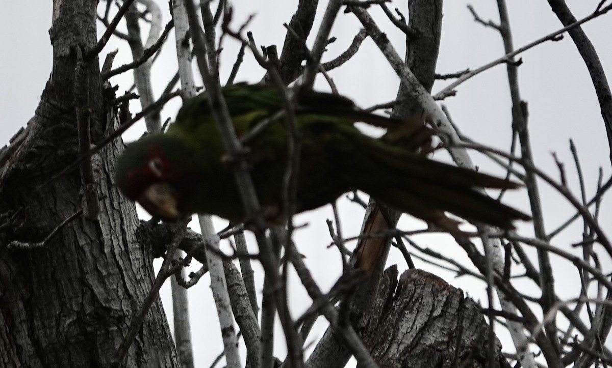 Mitred Parakeet - ML641807167