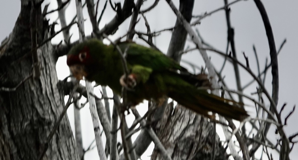 Mitred Parakeet - ML641807171