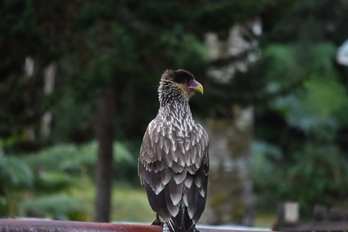 Crested Caracara - ML641807207