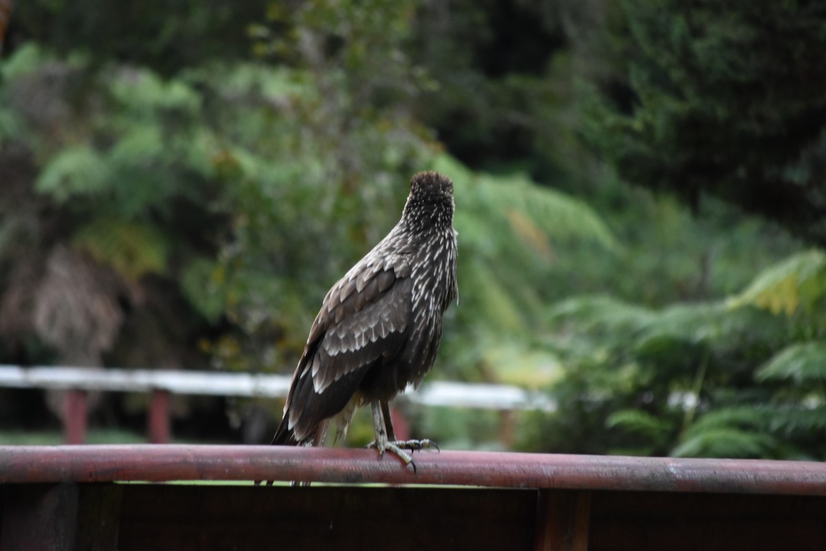 Crested Caracara - ML641807208