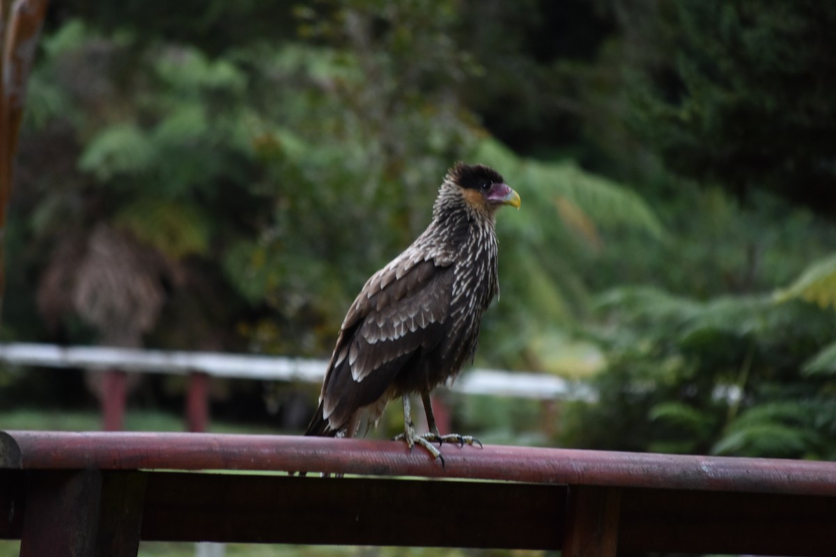 Crested Caracara - ML641807210