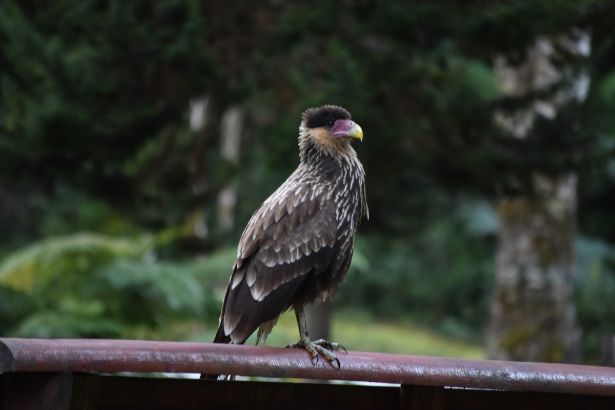 Crested Caracara - ML641807211