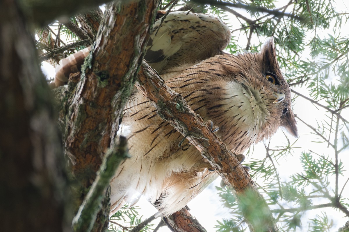 Brown Fish-Owl - ML641807255