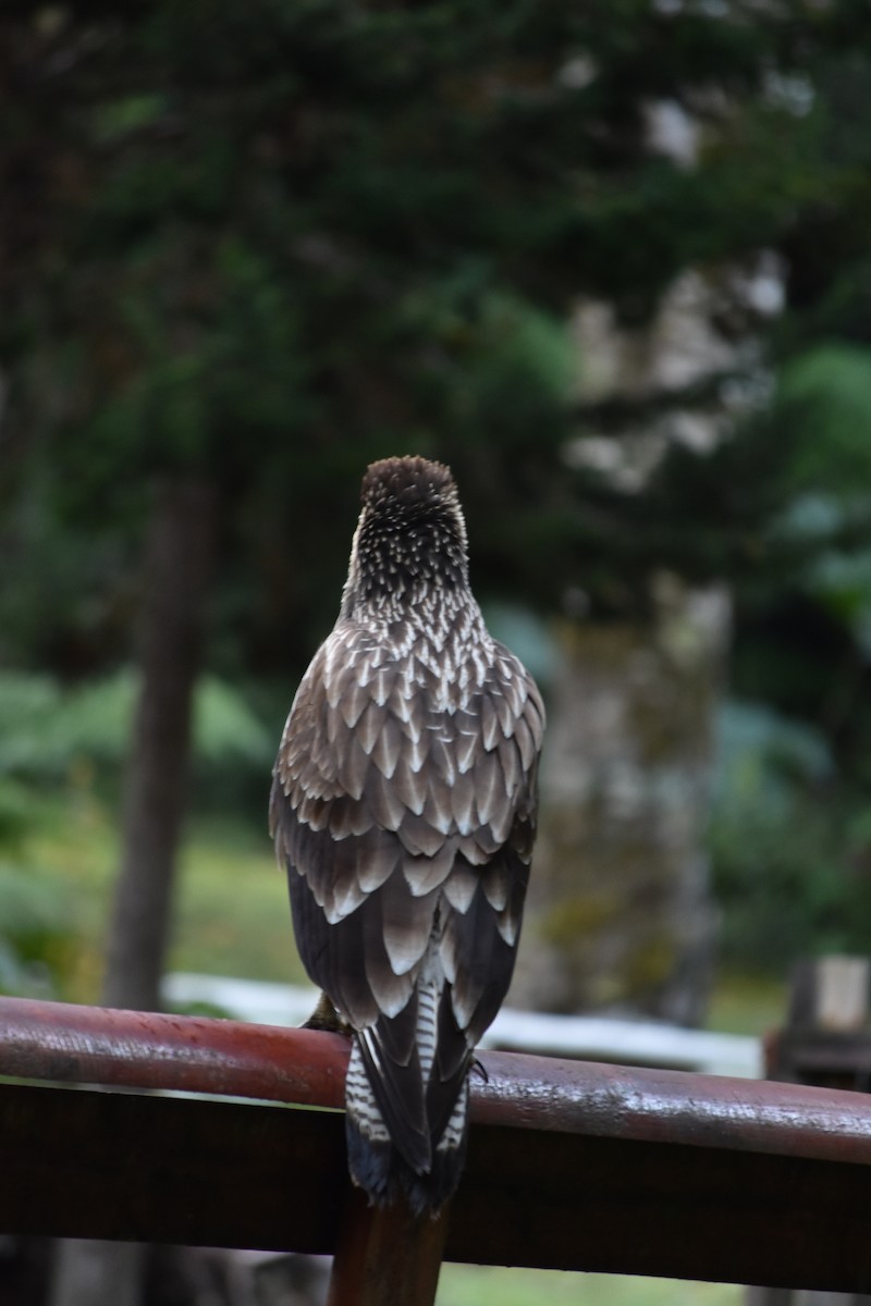 Crested Caracara - ML641807256