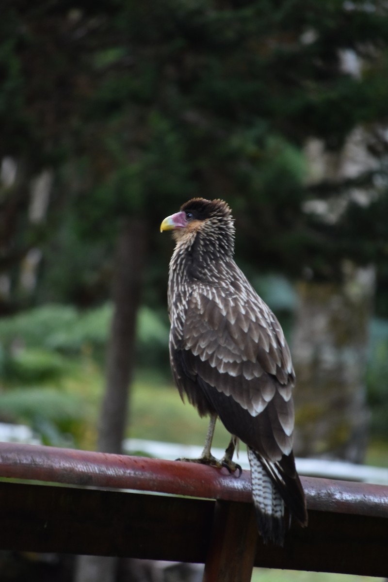 Crested Caracara - ML641807257