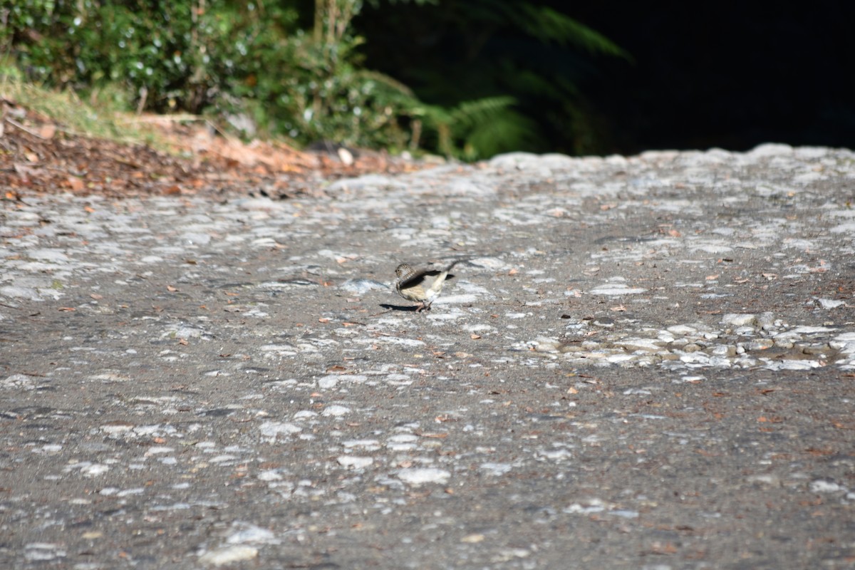 Mourning Sierra Finch - ML641807270