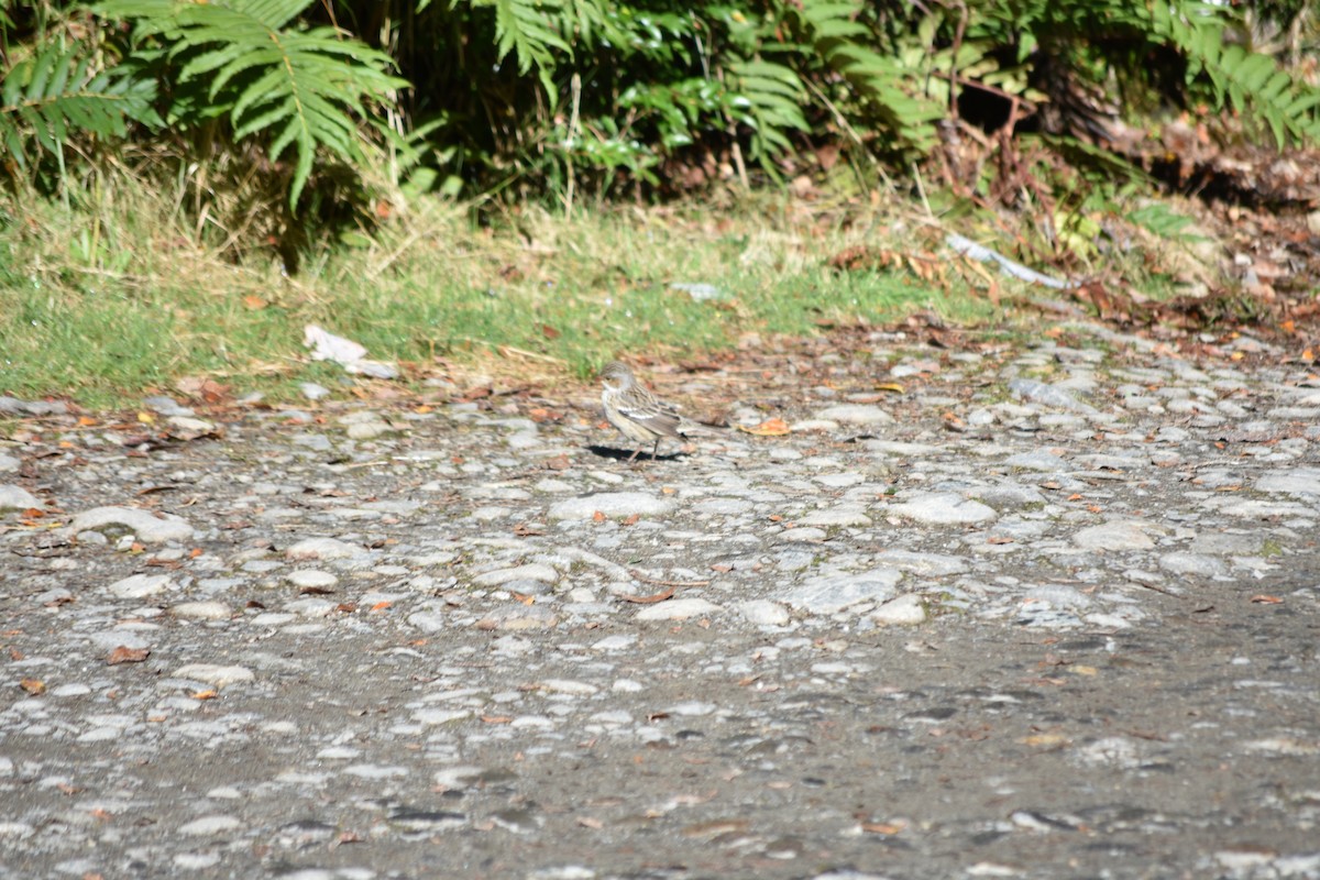 Mourning Sierra Finch - ML641807271