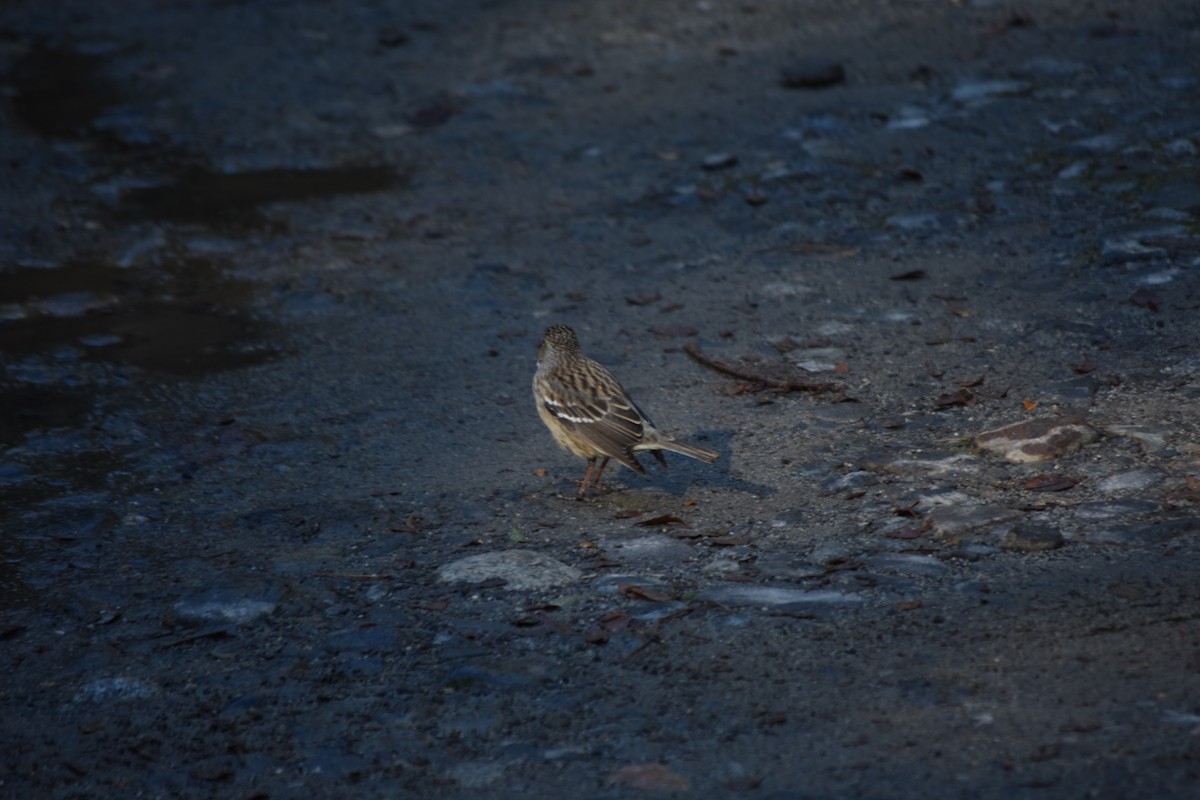 Mourning Sierra Finch - ML641807272