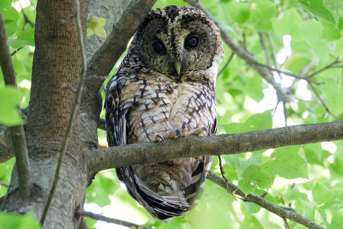 Himalayan Owl - ML641807277