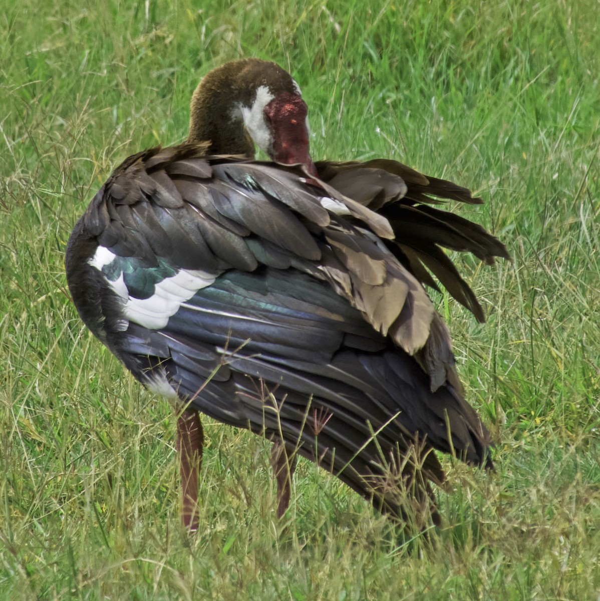 Spur-winged Goose (Northern) - ML641807278