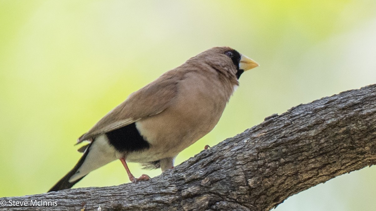 Masked Finch - ML641807279