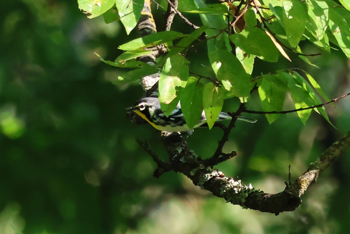 Goldkehl-Waldsänger - ML641807286