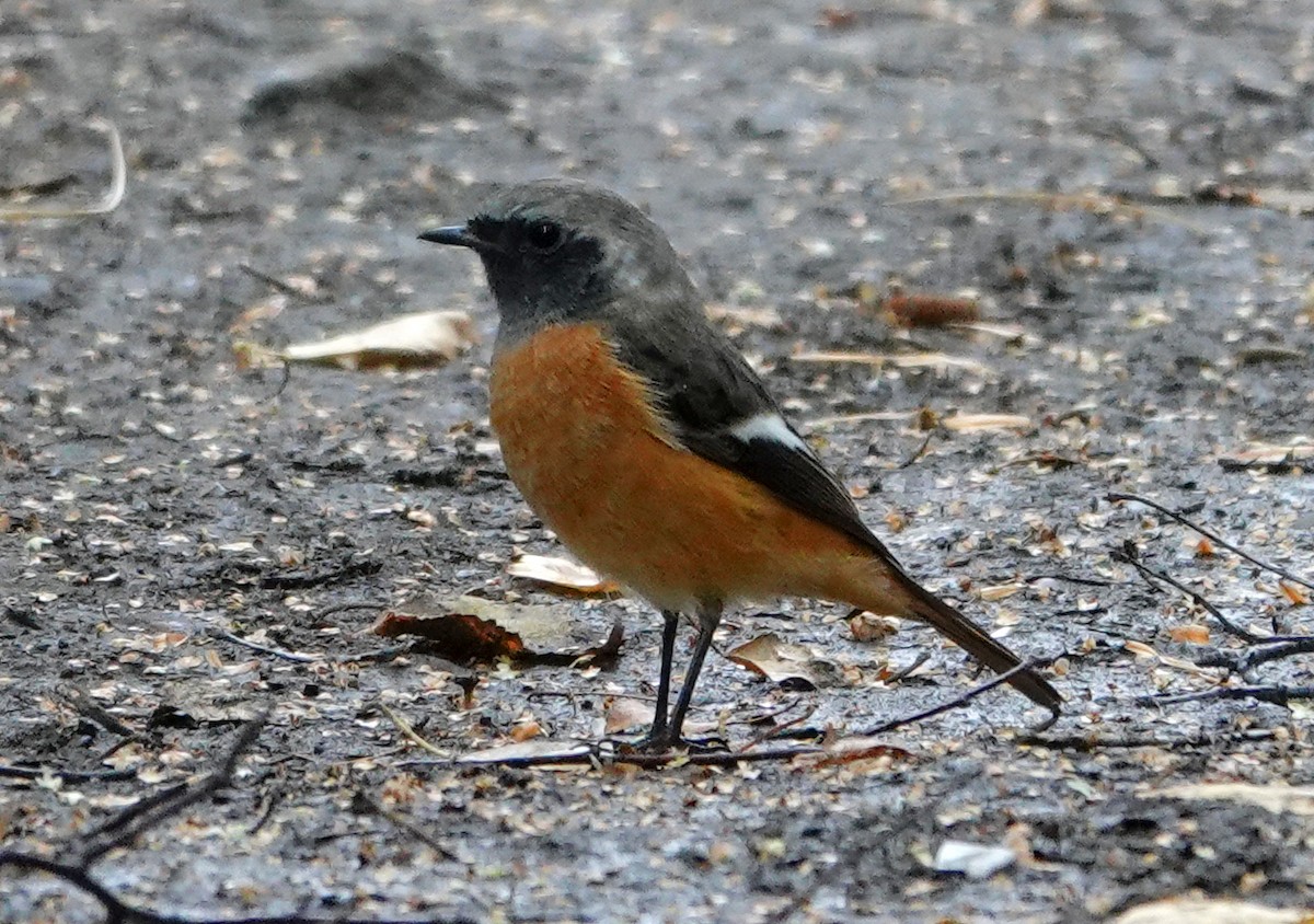 Daurian Redstart - ML641807288