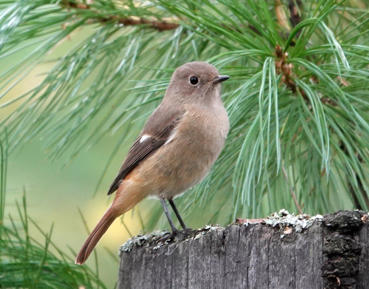 Daurian Redstart - ML641807289
