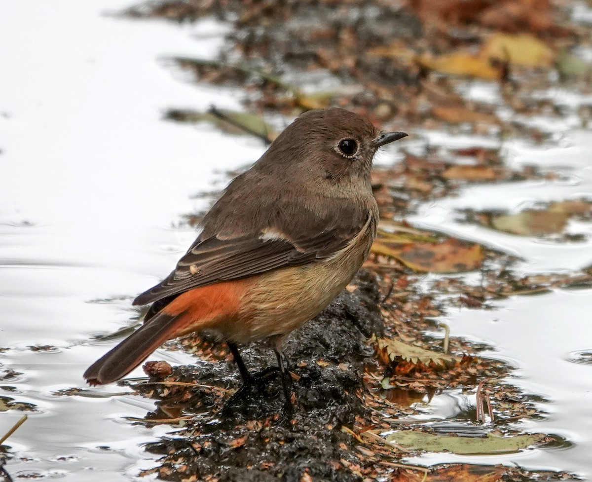Daurian Redstart - ML641807291