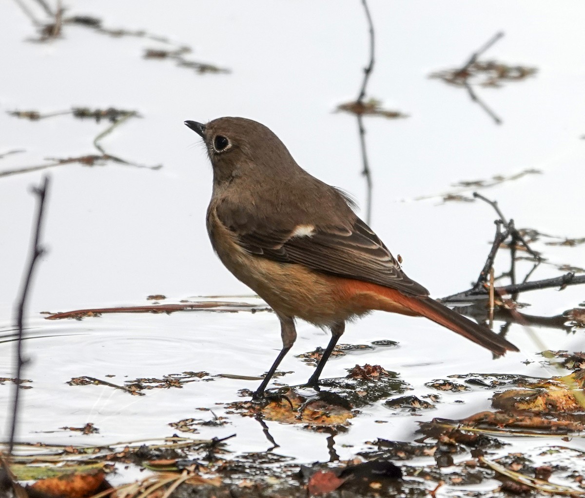 Daurian Redstart - ML641807292
