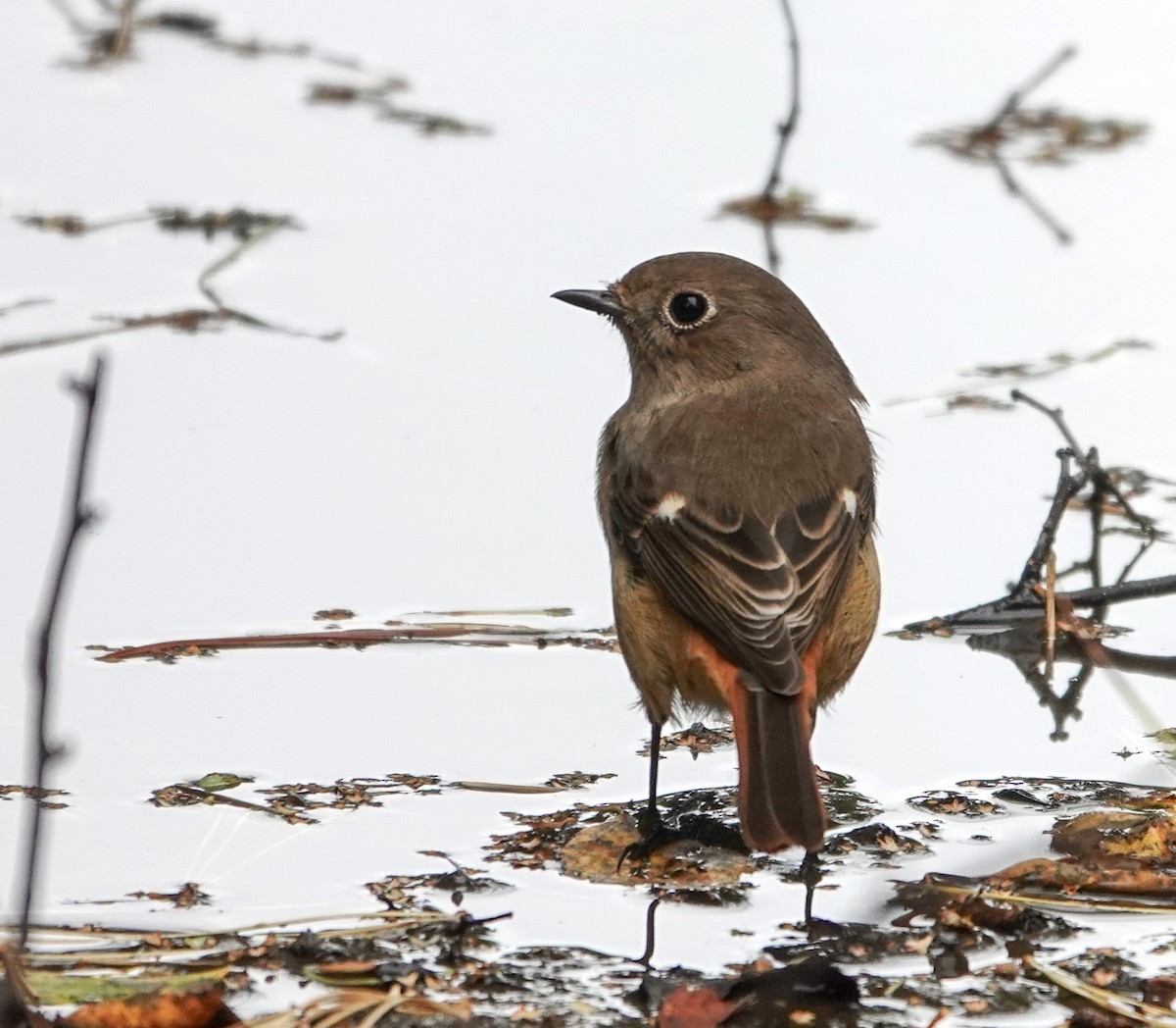 Daurian Redstart - ML641807293