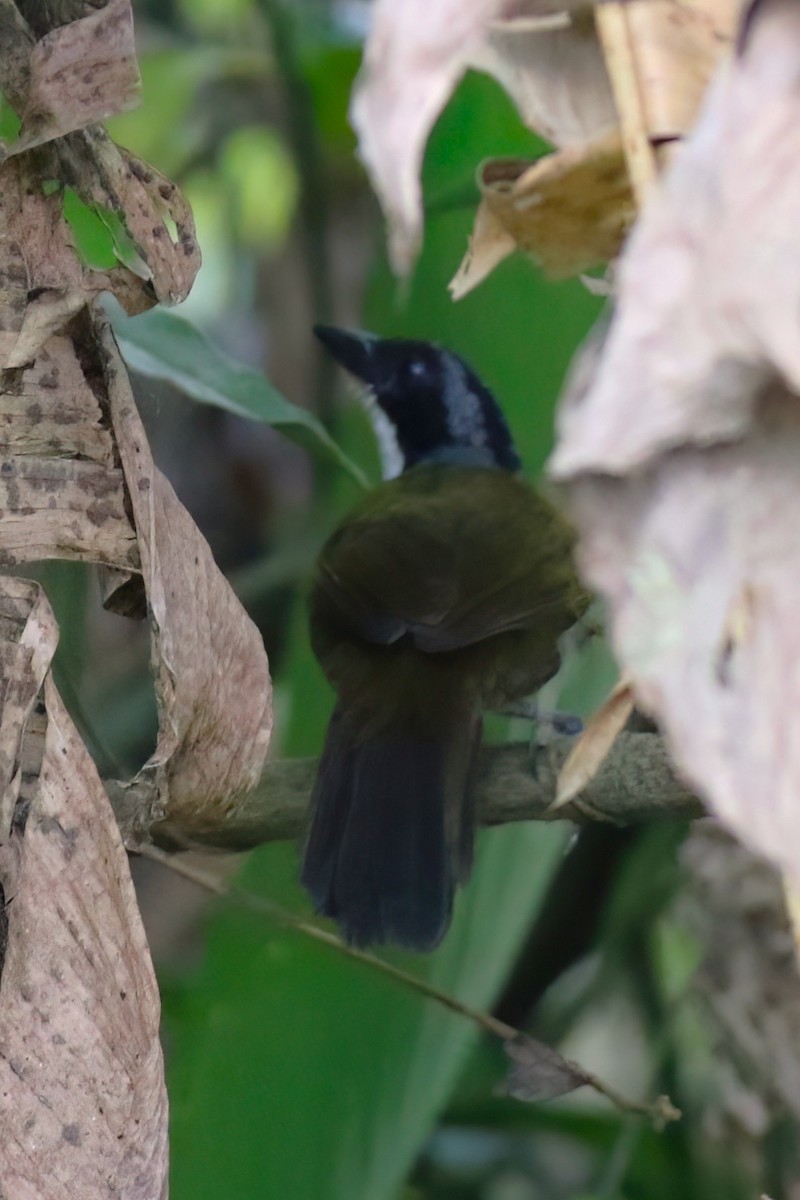 Costa Rican Brushfinch - ML641807294
