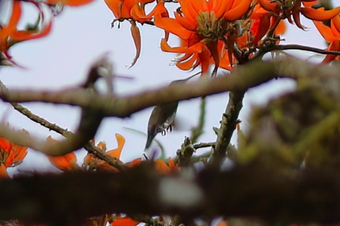 Snowy-bellied Hummingbird - ML641807301