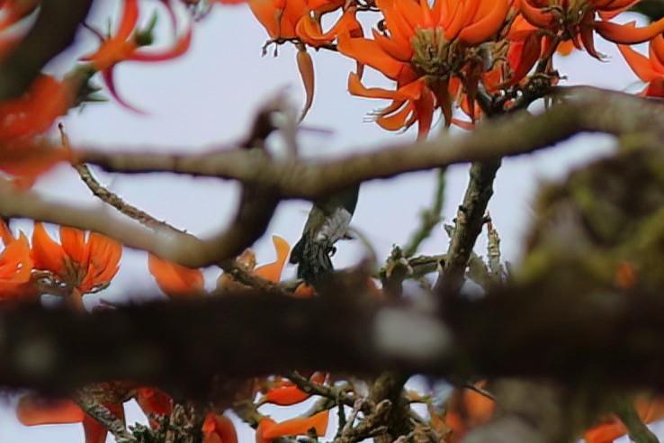 Snowy-bellied Hummingbird - ML641807302