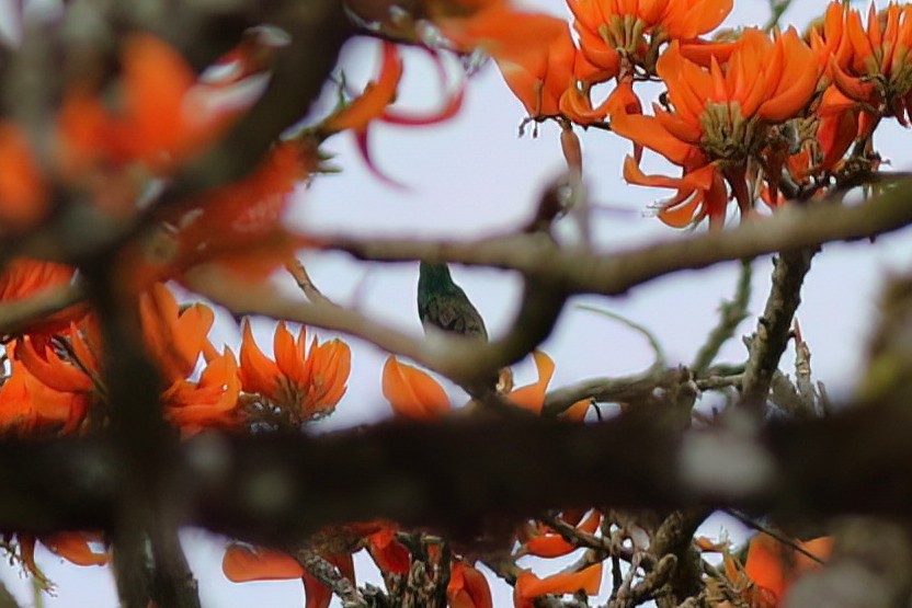 Snowy-bellied Hummingbird - ML641807303