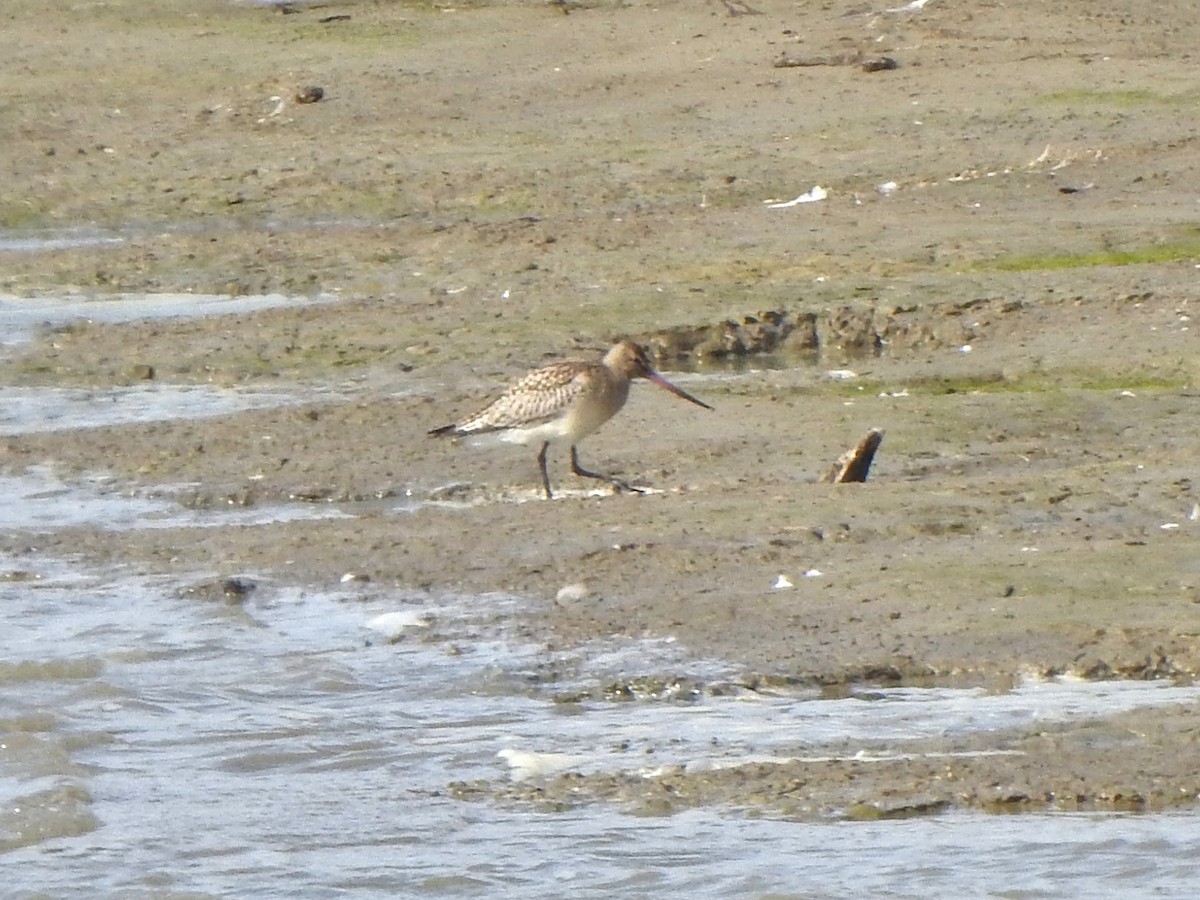 Хурган цууцал - ML641807348