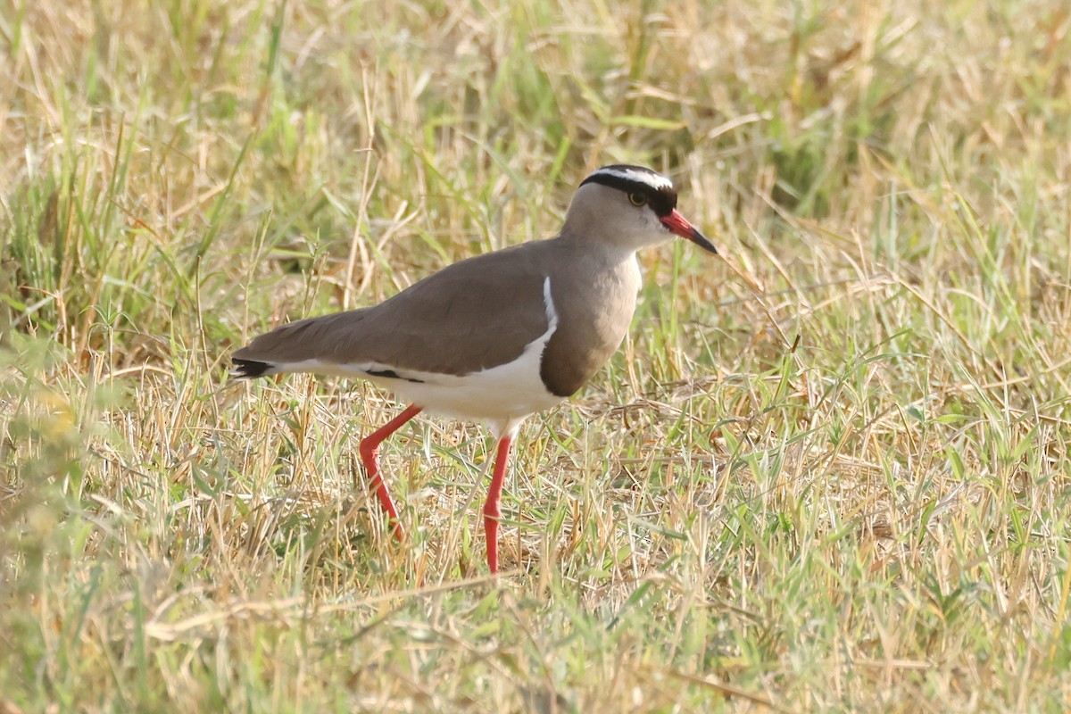 Crowned Lapwing - ML641807350