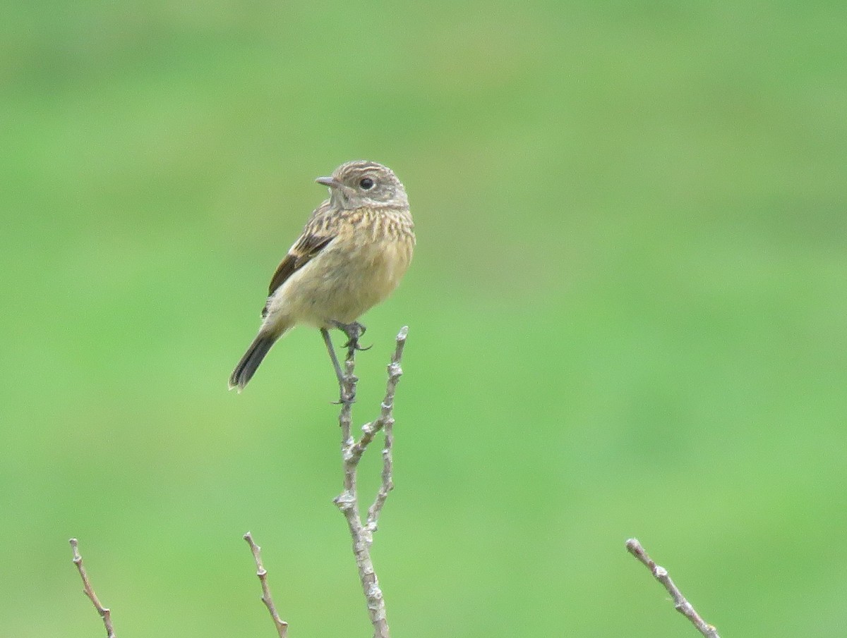European Stonechat - ML641807386