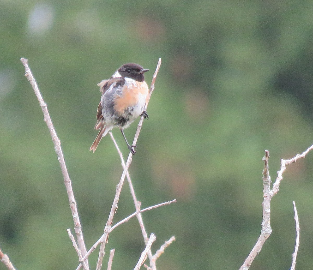 European Stonechat - ML641807391