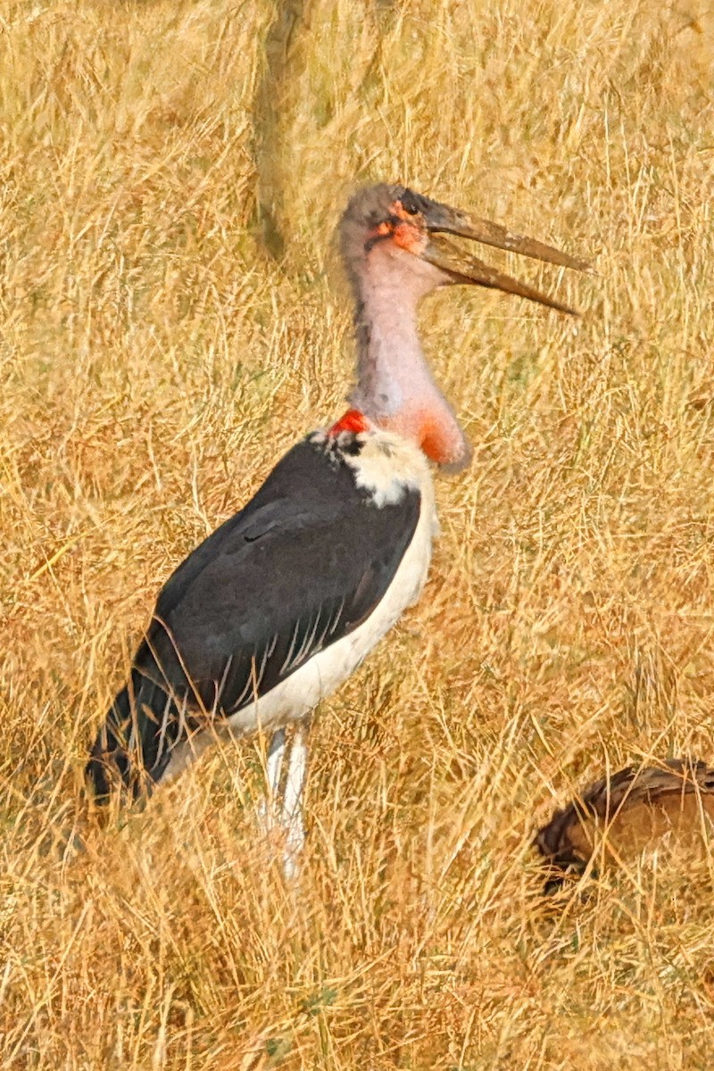 Marabou Stork - ML641807402