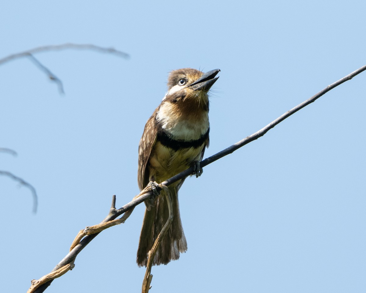 Russet-throated Puffbird - ML641807438