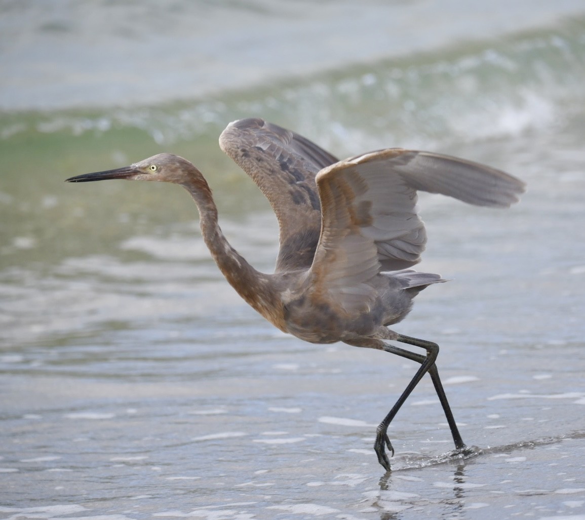 Reddish Egret - ML641807449