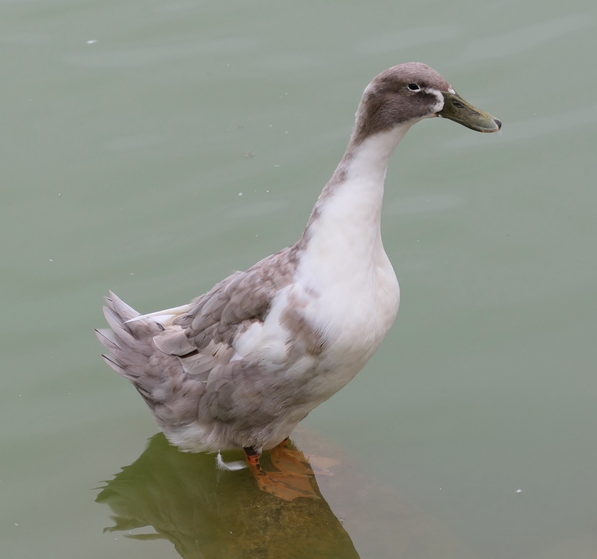Mallard (Domestic type) - ML641807455