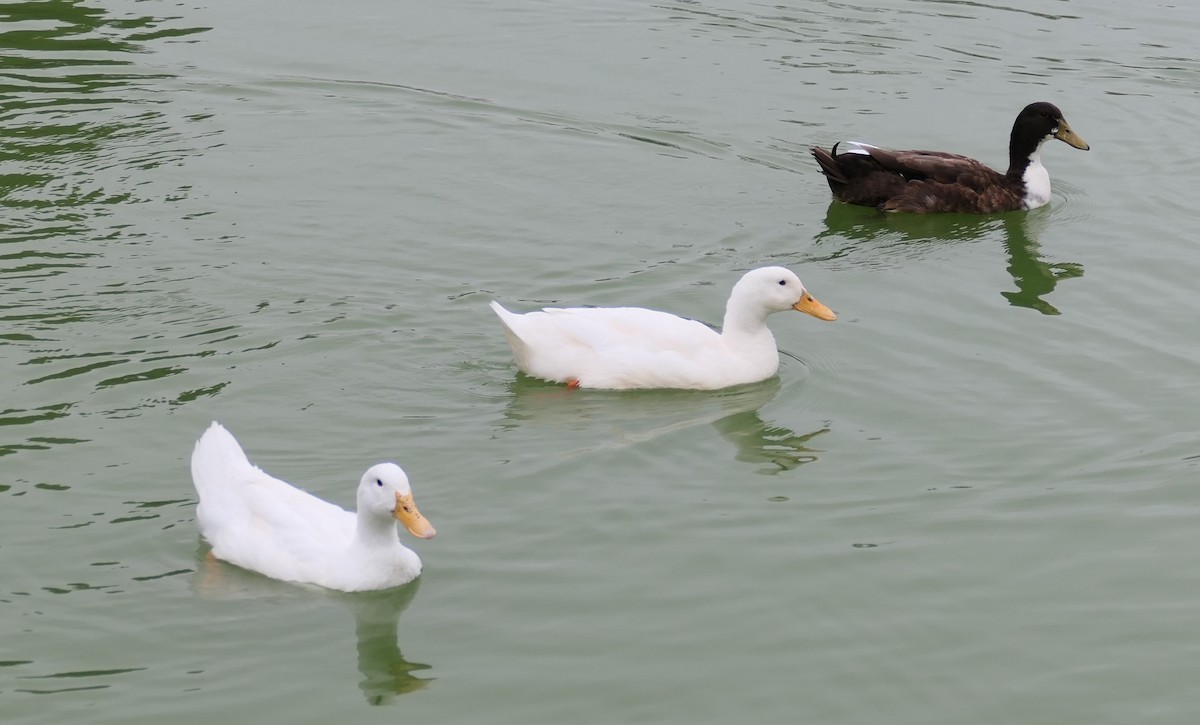 Mallard (Domestic type) - ML641807459