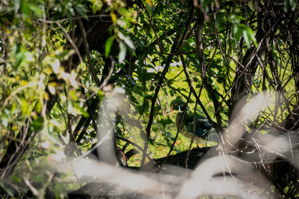 Wood Duck - ML641807462