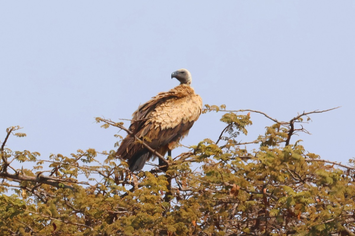 White-backed Vulture - ML641807476