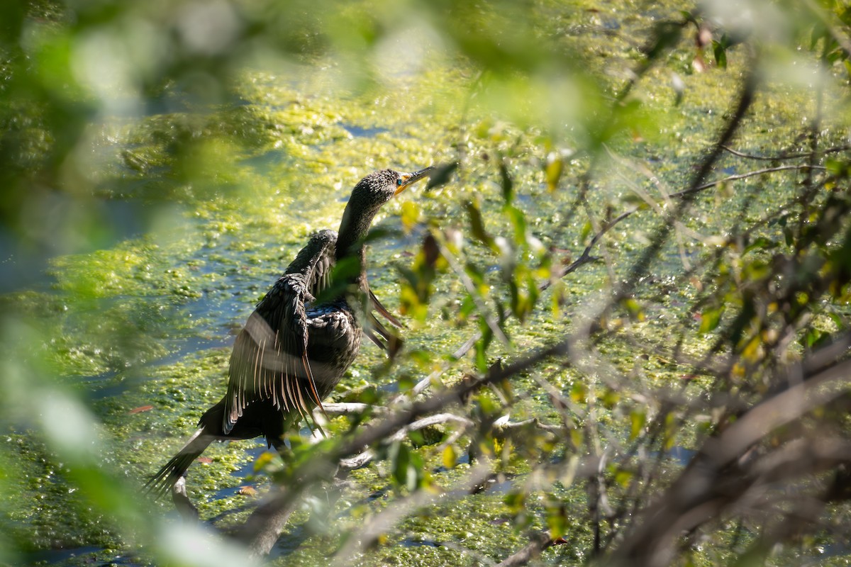 Double-crested Cormorant - ML641807480