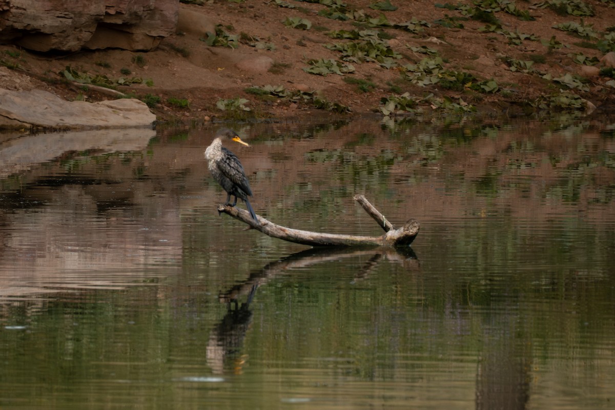Double-crested Cormorant - ML641807481