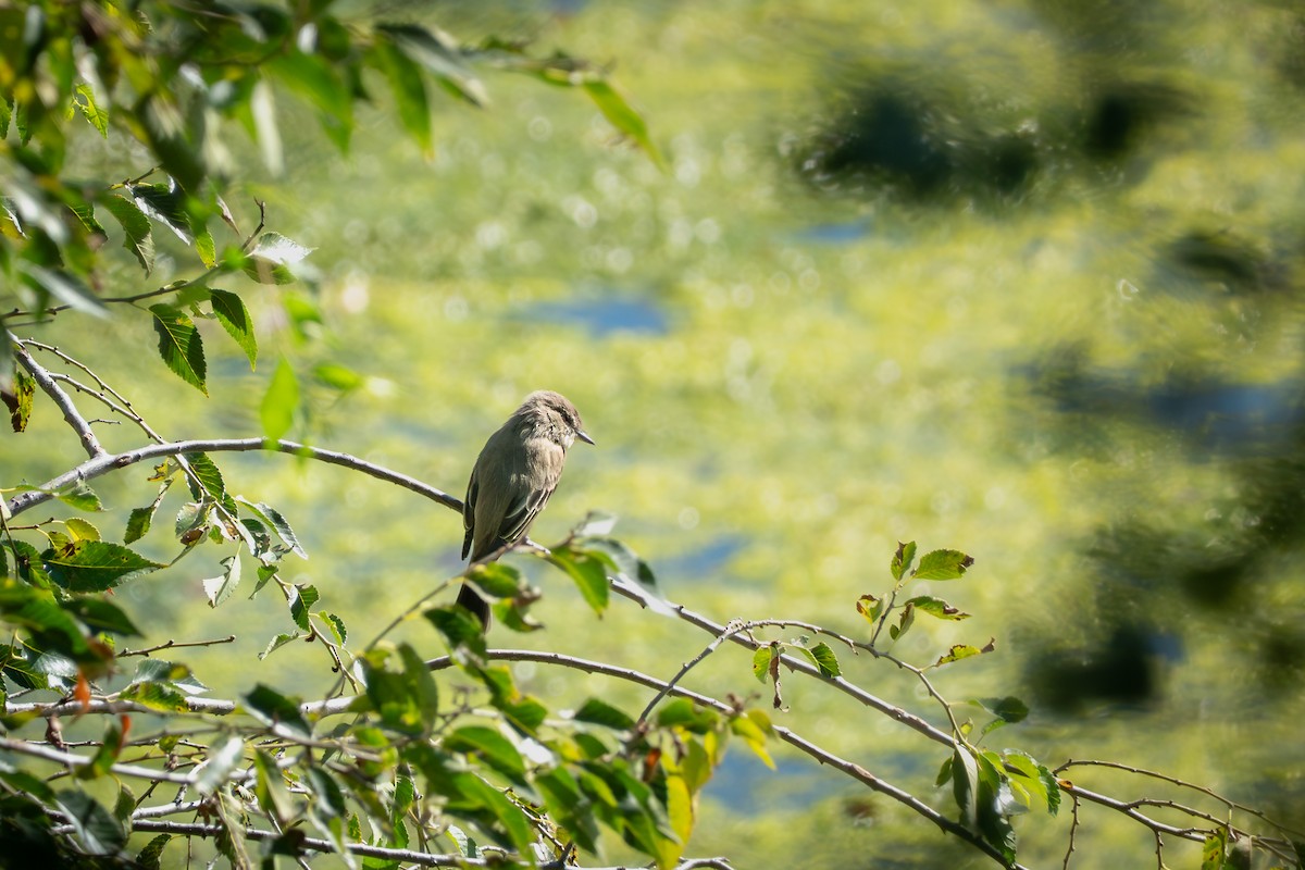 Eastern Phoebe - ML641807500