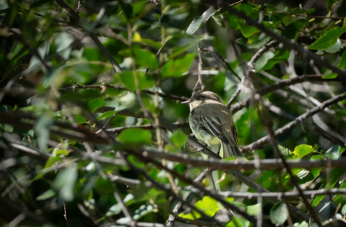 Eastern Phoebe - ML641807501